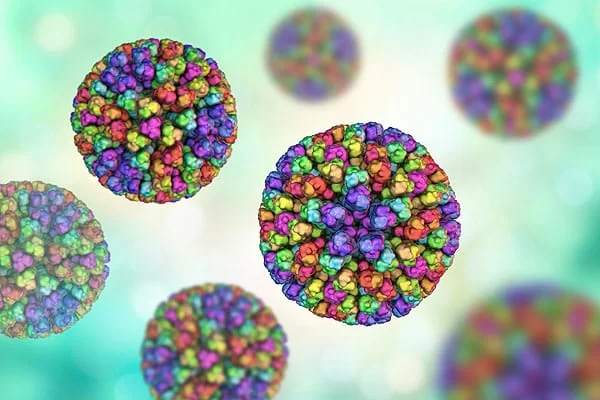 Erreger der Blauzungenkrankheit