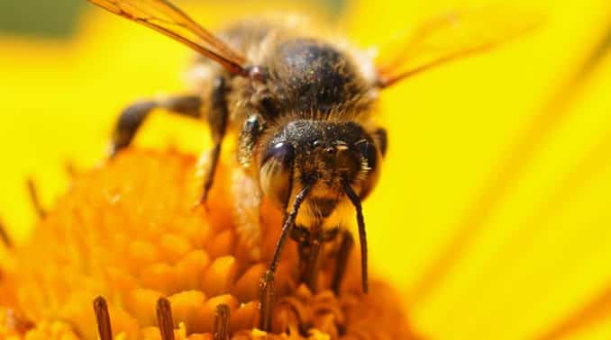 Honig, Bienen und Imkerei – Schnupperkurs in Dierdorf