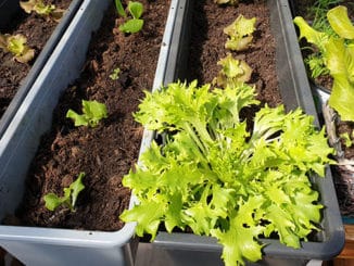 Die Kreisvolkshochschule Altenkirchen hat den Onlinekurs „Der kleine Bio-Gemüsegarten“ gestartet. „Erste Früchte“ sind schon zu sehen. (Fotos: privat)